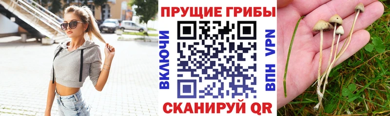 кракен сайт купить наркотик Мураши Псилоцибиновые грибы Psilocybine cubensis